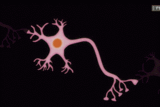 Video: How Neurons Communicate